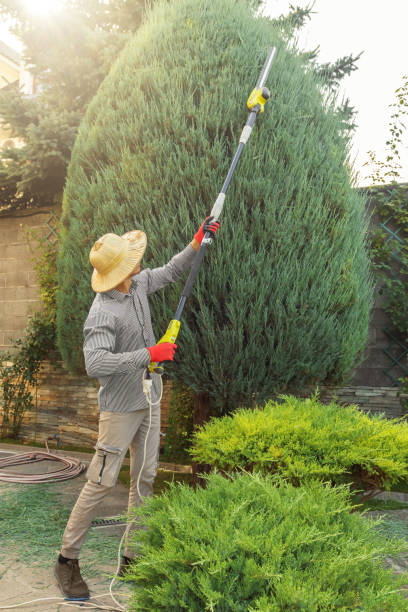 Best Pest Control for Lawns  in Blue Earth, MN